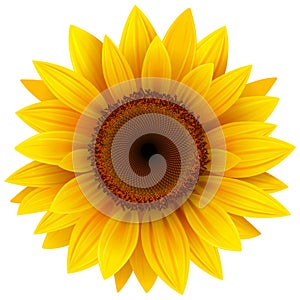 Sunflower flower isolated