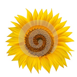 Sunflower flower isolated over white.