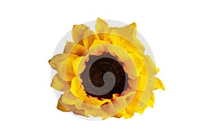 Sunflower flower isolated over white background