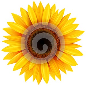 Sunflower flower isolated photo