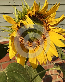 Sunflower flower