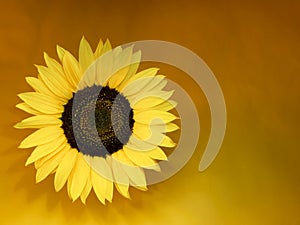 Sunflower flower, light painted, on hot yellow and orange background with copyspace. Looks 3d.