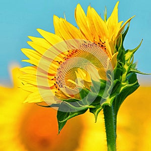 Sunflower