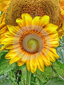 Sunflower Flower Plant