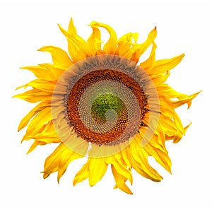 Sunflower flower plant blossom isolated on white