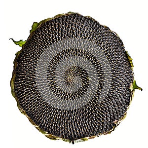 Sunflower flower with ripe seeds isolated on white background. Ripe sunflower on a white background.