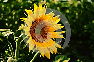 Sunflower flower ripens in sunny weather