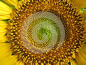 sunflower flower seeds natural food yellow large field sun photo