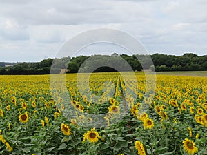 sunflower flower seeds natural food yellow large field sun photo