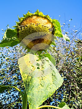 Sunflower flower with seeds pecked by birds