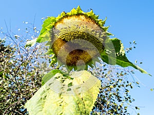 Sunflower flower with seeds pecked by sparrows