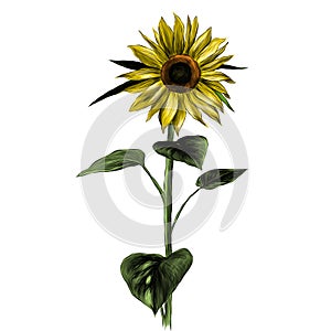 Sunflower flower with stem and leaves on white background