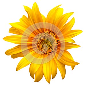 Sunflower flower vector photo