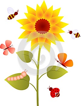 Sunflower, Flower Vector