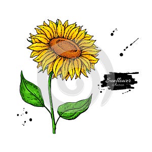 Sunflower flower vector drawing. Hand drawn illustration isolated on white background.