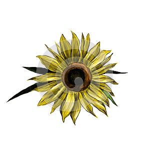 Sunflower flower on white background