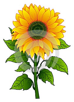 Sunflower flower on a white background. Vector illustration. Sketch
