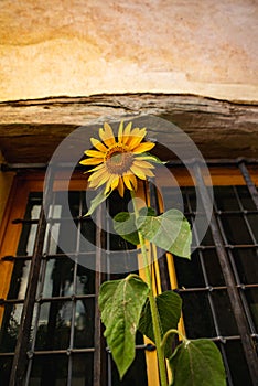Sunflower flower on window
