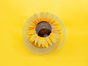 Sunflower flower on yellow with copyspace. Looks 3d.