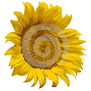 Sunflower flower, yellow vectorized natural bright flower