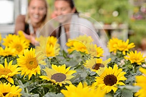 Sunflower flowerbeds in focus two woman smiling photo