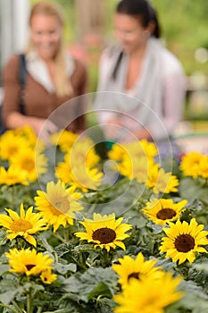 Sunflower flowerbeds two woman shop in background