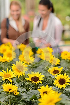 Sunflower flowerbeds two woman shop in background photo