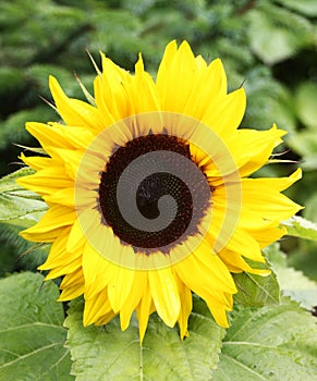 Sunflower flowerbud photo