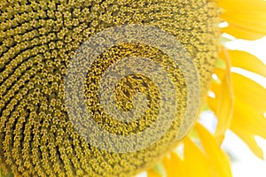 Sunflower flowerhead florets close up