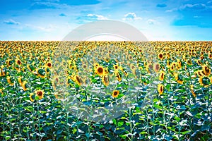 Sunflower flowers bloom on a field of sunflowers on a sunny day, a sunflower flowering, a sunflower natural background.