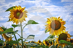 Sunflower flowers bloom on a field of sunflowers on a sunny day, a sunflower flowering, a sunflower natural background.