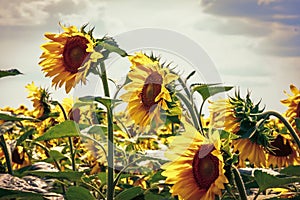 Sunflower flowers bloom on a field of sunflowers on a sunny day, a sunflower flowering, a sunflower natural background.