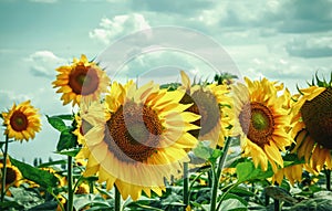 Sunflower flowers bloom on a field of sunflowers on a sunny day, a sunflower flowering, a sunflower natural background.