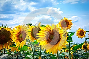 Sunflower flowers bloom on a field of sunflowers on a sunny day, a sunflower flowering, a sunflower natural background.