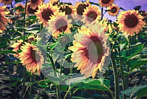 Sunflower flowers bloom on a field of sunflowers on a sunny day, a sunflower flowering, a sunflower natural background. Selective