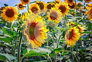 Sunflower flowers bloom on a field of sunflowers on a sunny day, a sunflower flowering, a sunflower natural background. Selective