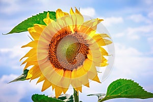 Sunflower flowers bloom on a field of sunflowers on a sunny day, a sunflower flowering, a sunflower natural background. Selective