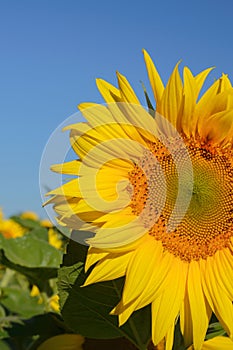 Sunflower flowers close-up on a background of blue sky. Helianthus herbaceous oil plant. Agriculture