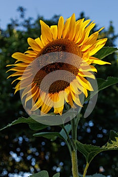 Sunflower flowers closeup colorful garden