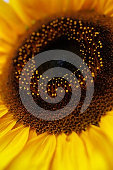 Sunflower flowers closeup colorful garden