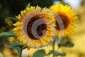 Sunflower flowers closeup colorful garden