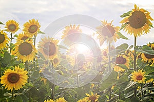 Sunflower flowers in an ecologically clean area with sunny hotspot