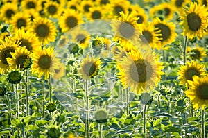 sunflower flowers on the field