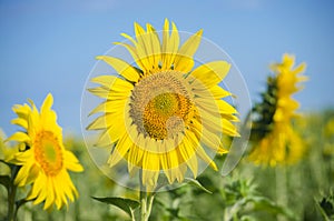 sunflower flowers on the field