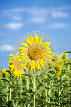 sunflower flowers on the field