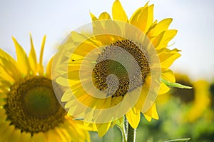 sunflower flowers on the field