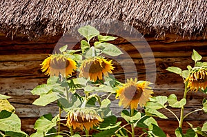 Sunflower flowers grow at ukrainian village house