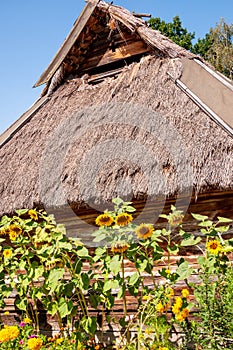 Sunflower flowers grow at ukrainian village house with straw roof