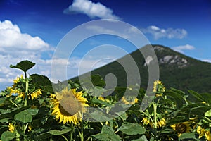 Sunflower flowers in mountains