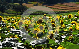 Sunflower flowers in mountains